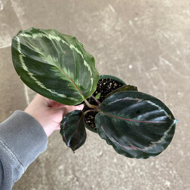 Calathea 'Medallion' 4