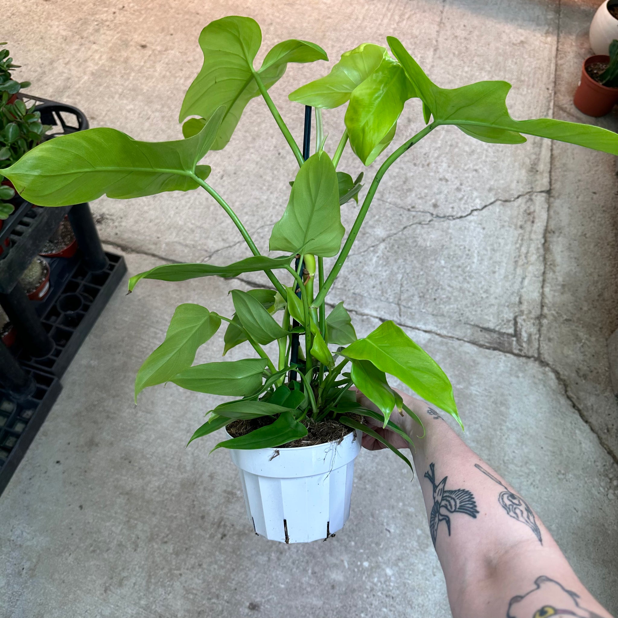 philodendron bipennifolium golden Philodendron Bipennifolium Aurea 6"