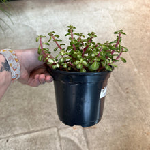 Load image into Gallery viewer, Portulacaria kaleidoscope 6&quot; - Elephant Bush