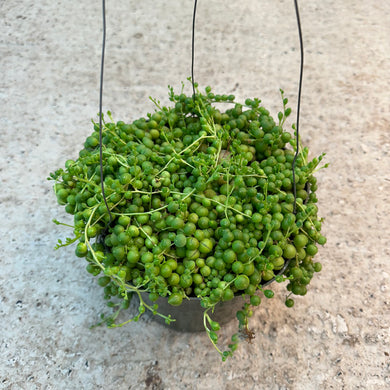 Senecio rowleyanus 8