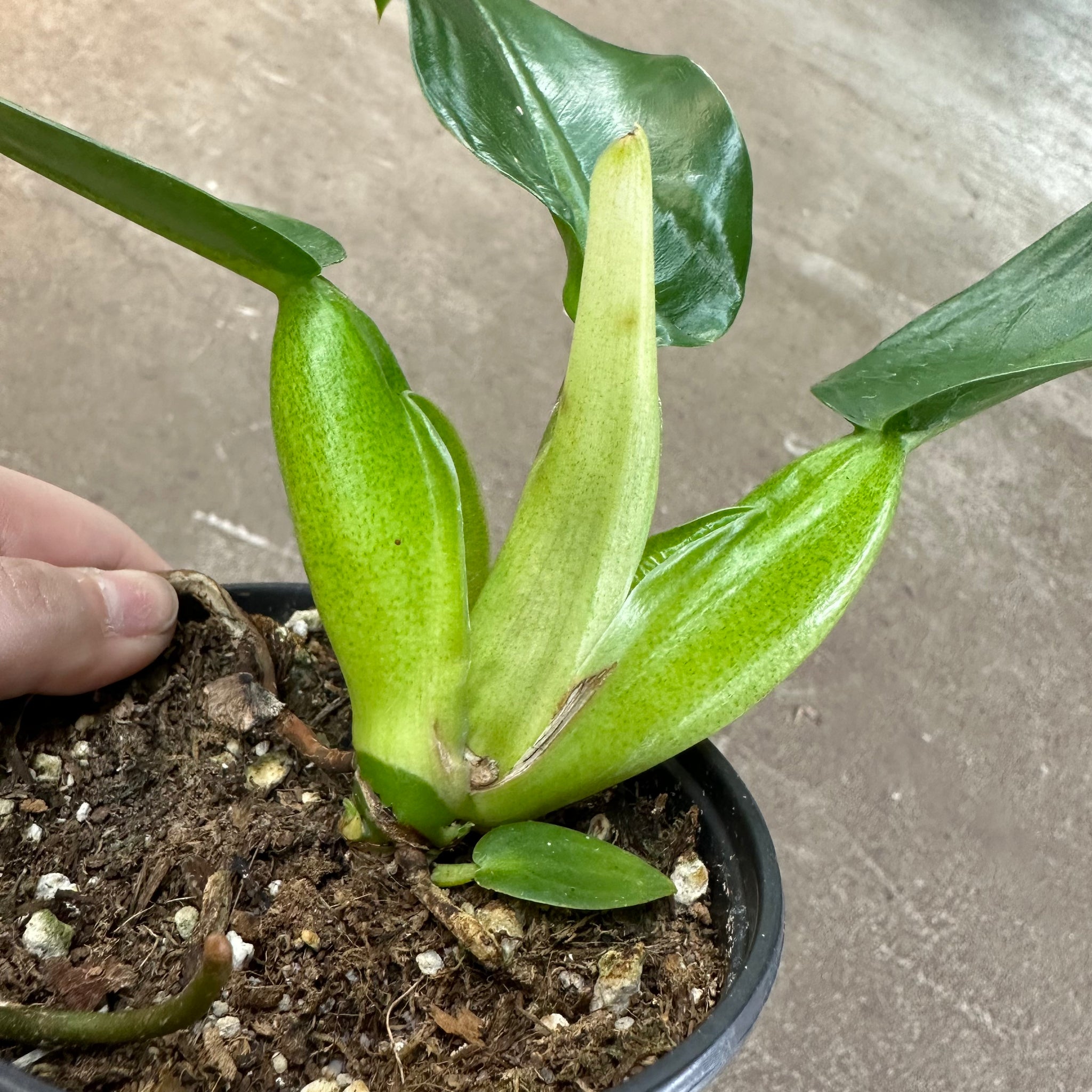 philodendron fatboy Philodendron Fat Boy 4" – Kent East Hill Nursery
