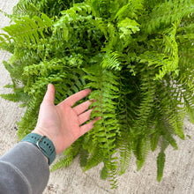 Load image into Gallery viewer, Nephrolepis exaltata 10&quot; HB - Boston Fern