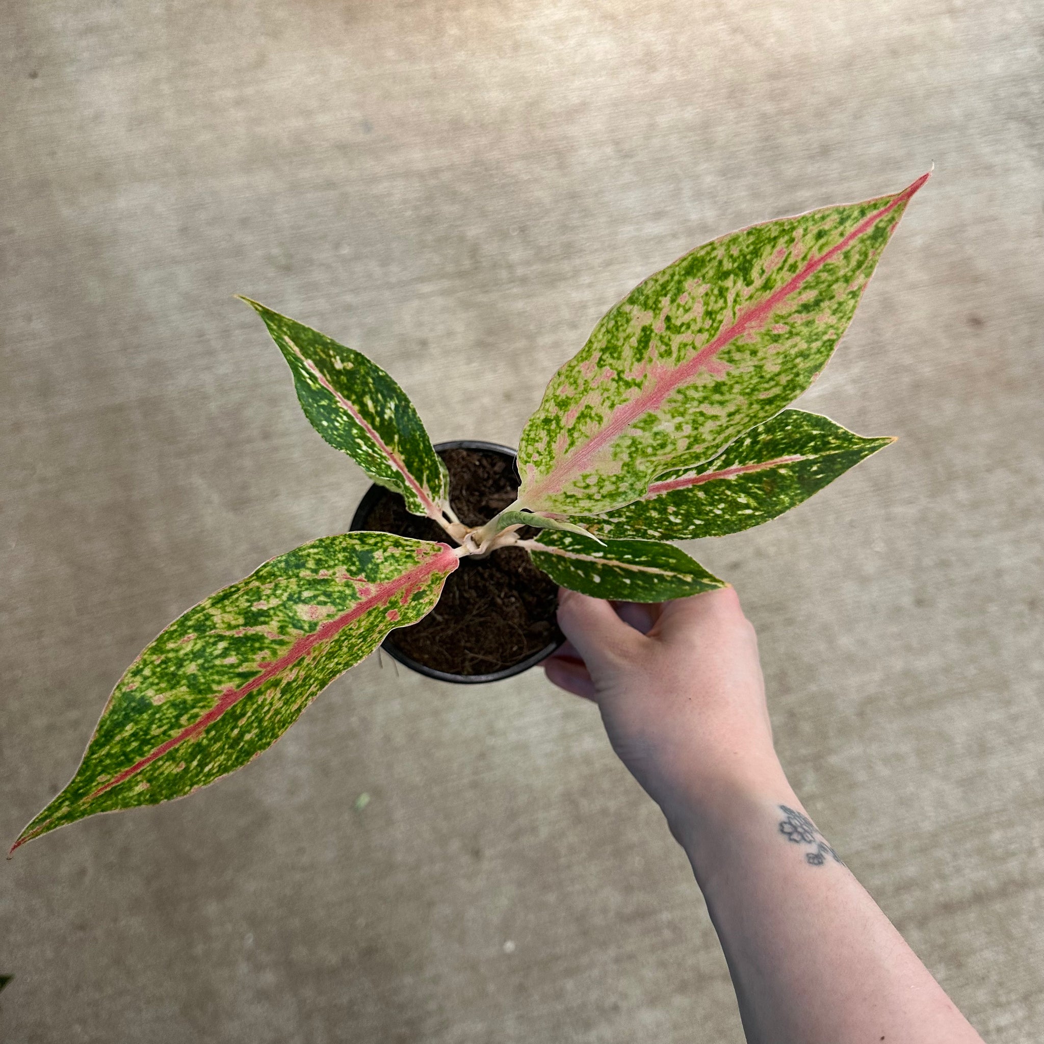 aglaonema shimmer Night Sparkle Chinese Evergreen Plant - Aglaonema - 4" Pot
