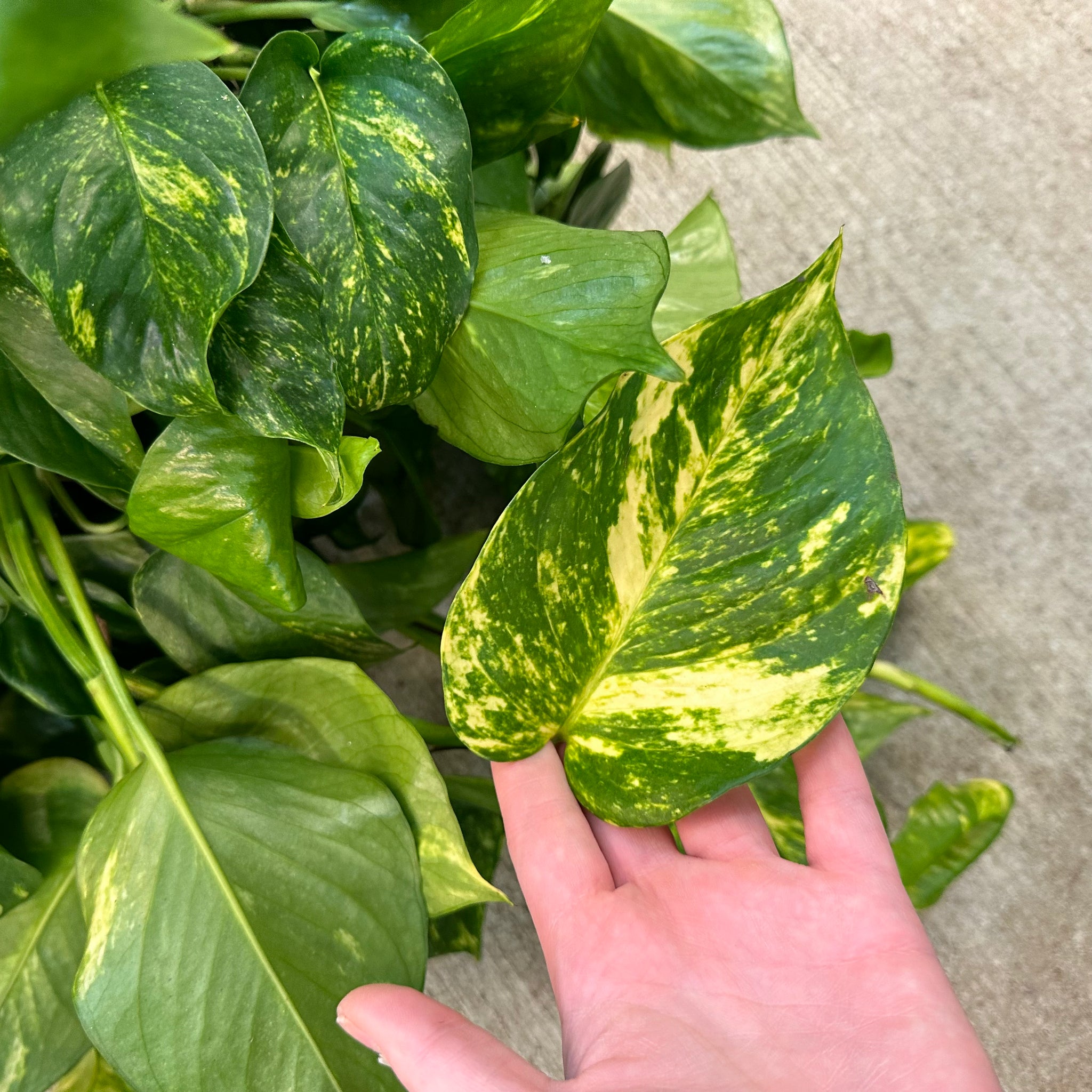 hb pothos golden plant Epipremnum aureum 8" HB MOTHER PLANT