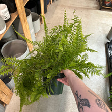 Load image into Gallery viewer, Nephrolepis exaltata &#39;Fluffy Ruffles&#39; 6&quot; - Boston Fern