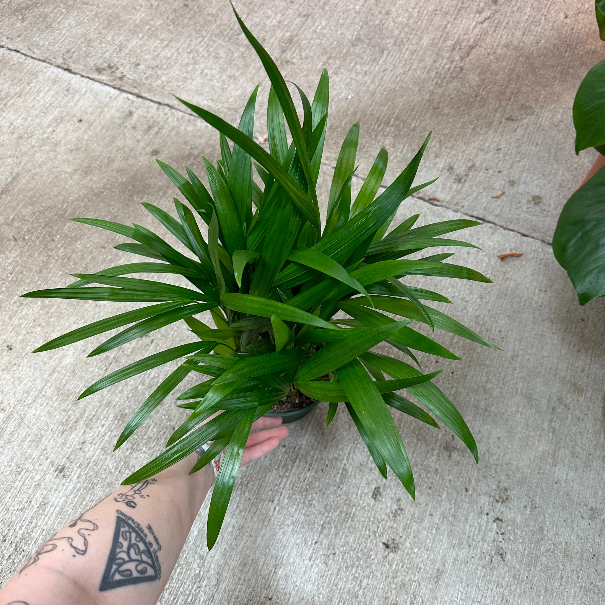 areca palm tattoo Dypsis lutescens 6"