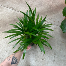 Load image into Gallery viewer, Dypsis lutescens 6&quot; - Areca Palm