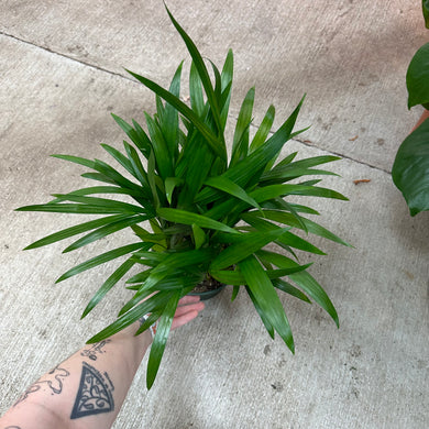 Dypsis lutescens 6