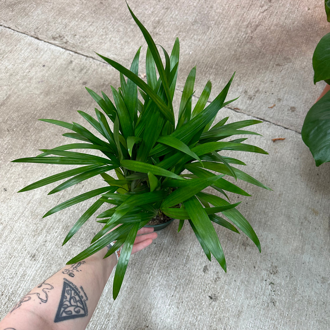 Dypsis lutescens 6