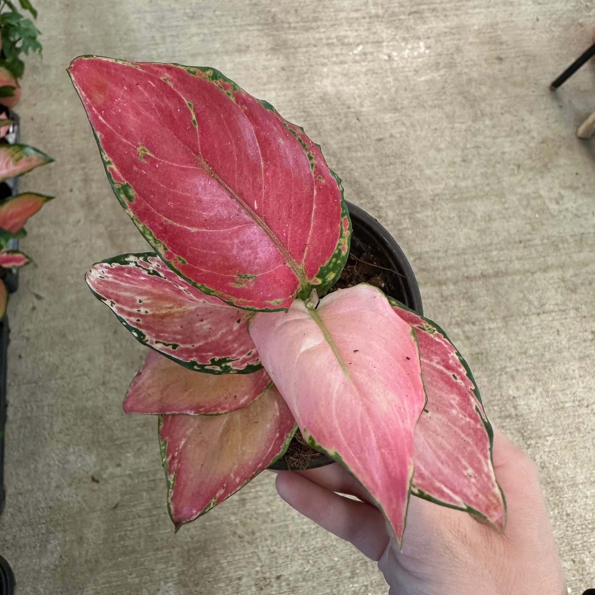 aglaonema gele Aglaonema Geely Red 4"