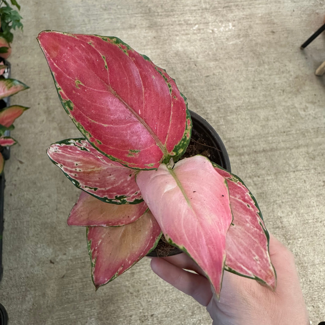 aglaonema geely red care Aglaonema Geely Red 4"