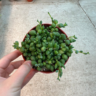 Senecio radicans 4