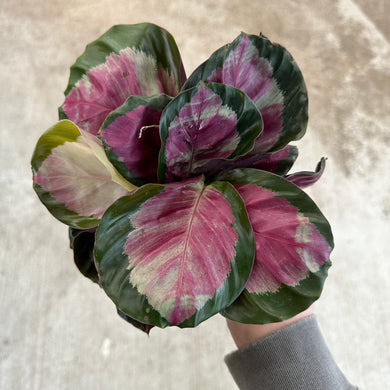 Calathea 'Rosy' 4