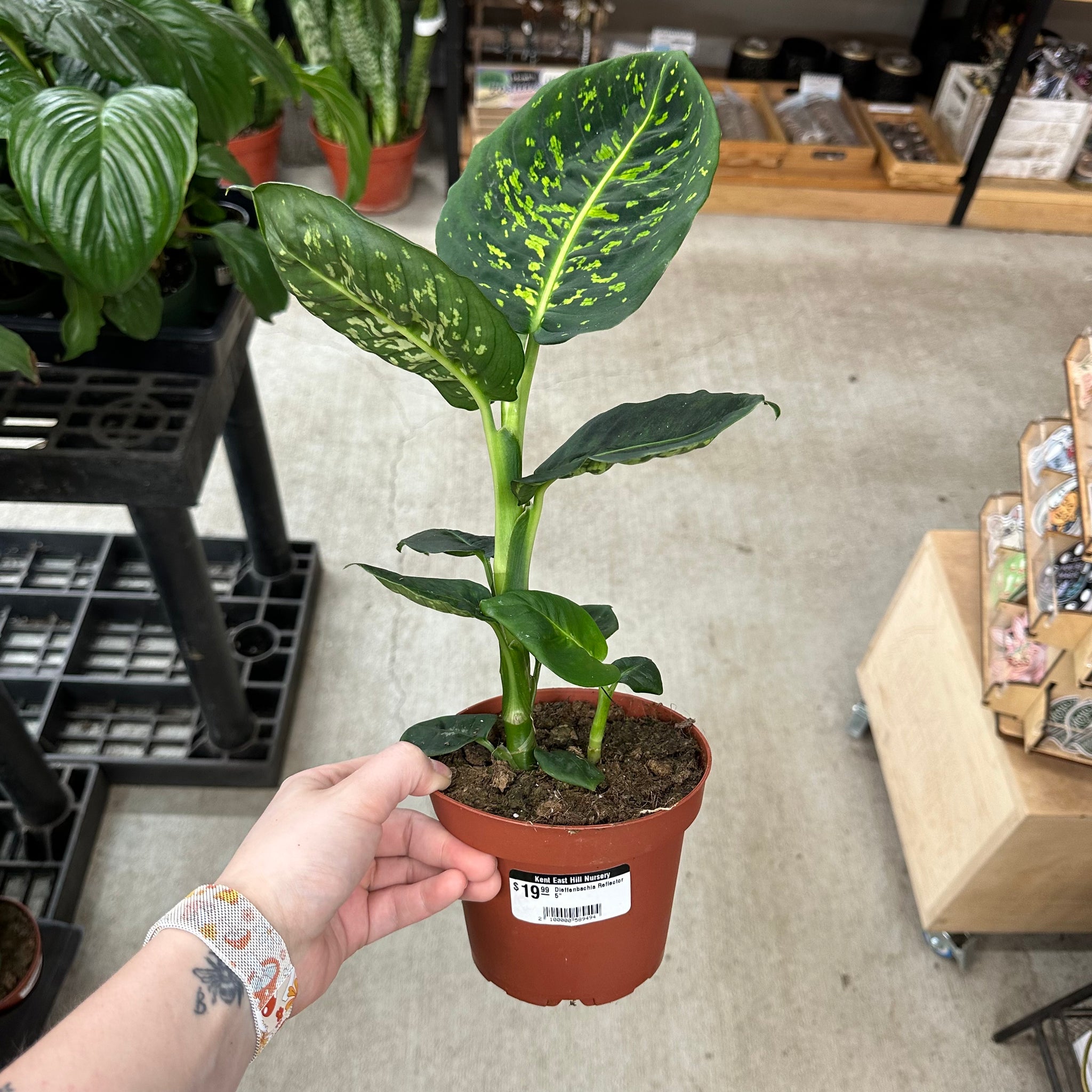 dieffenbachia nursery Dieffenbachia Reflector 5" – Kent East Hill Nursery
