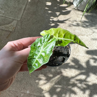 Alocasia amazonica polly variegata 3
