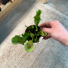 Load image into Gallery viewer, Nepenthes purpurea 3&quot; - Pitcher Plant