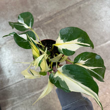 Load image into Gallery viewer, Epipremnum sp. Manjula Mutant 4&quot; - Pothos