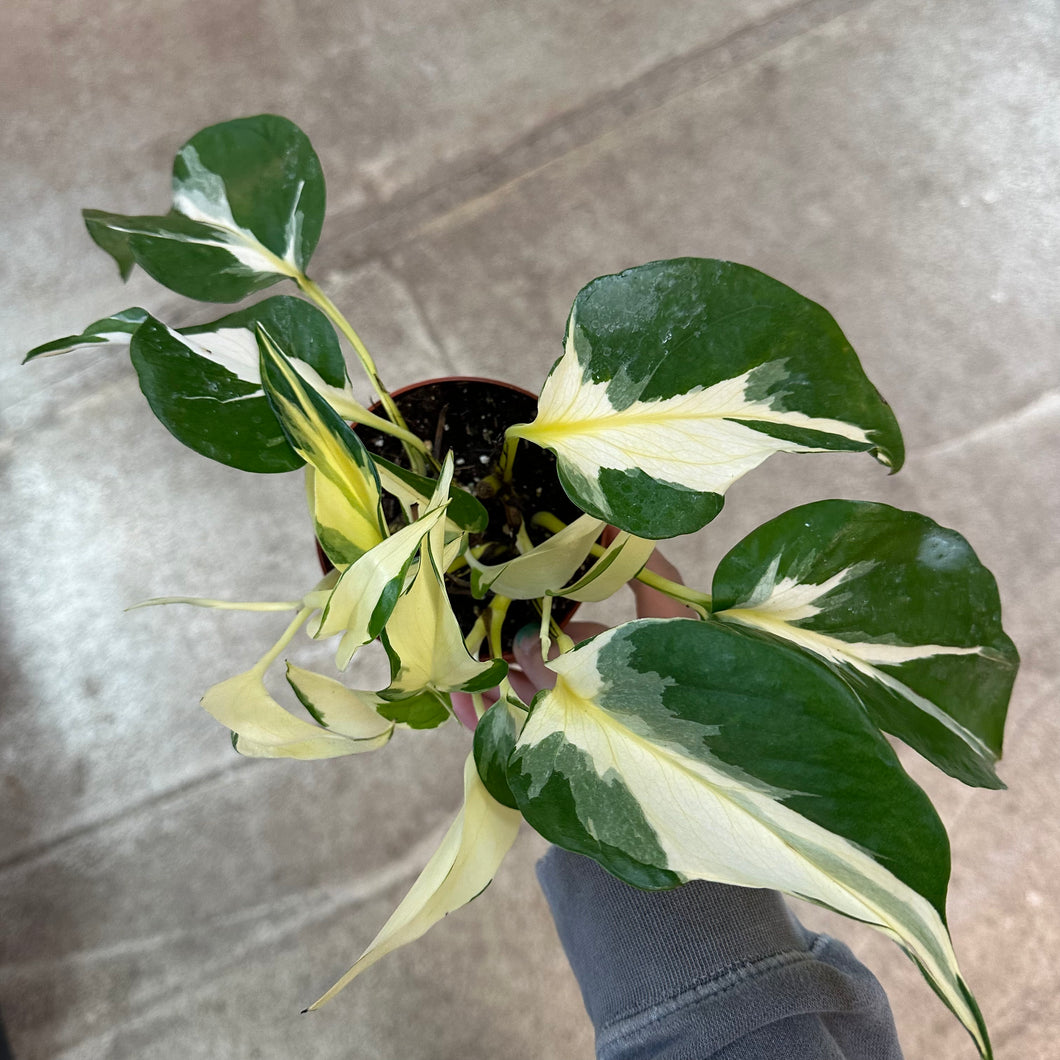 mutated manjula pothos Epipremnum sp. Manjula Mutant 4"