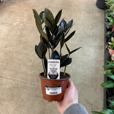 Zamioculcas Black Queen 4