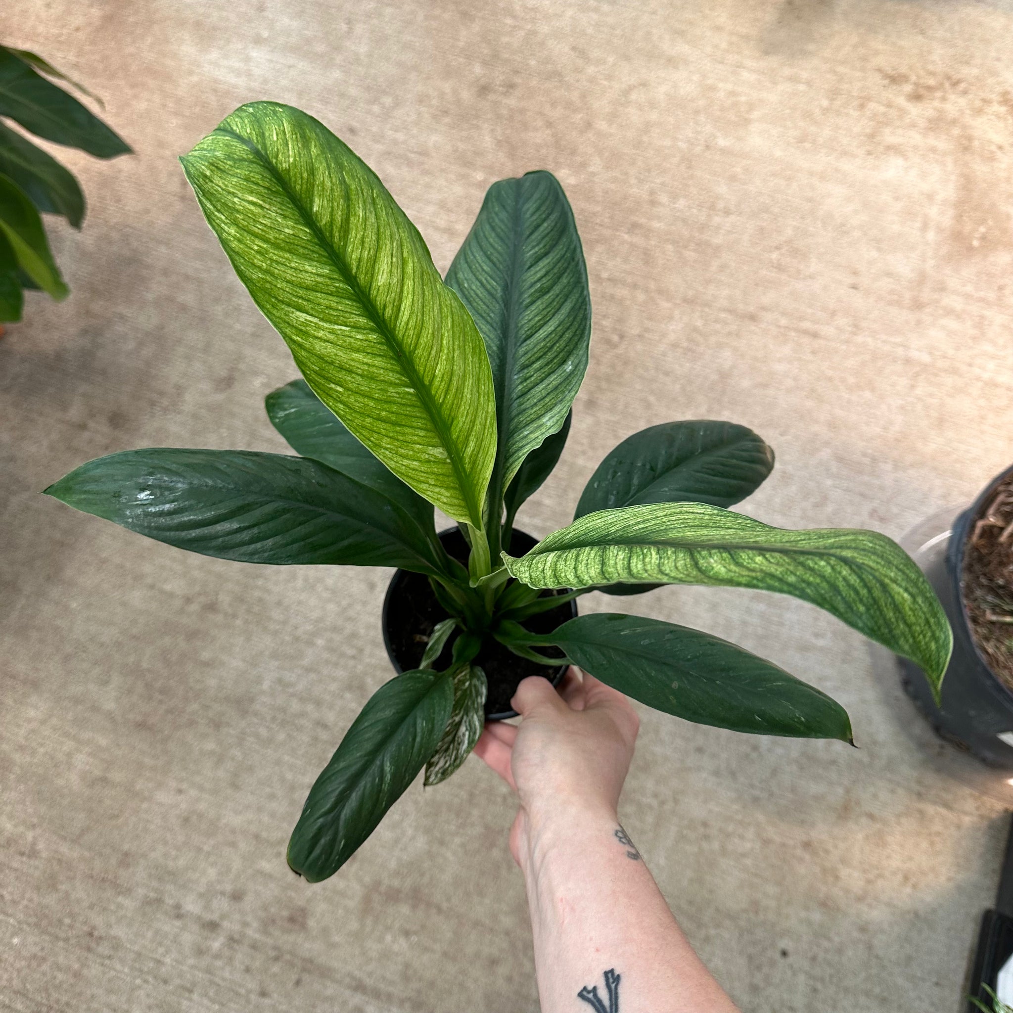 variegated giant peace lily Spathiphyllum Sensation Variegata 5"