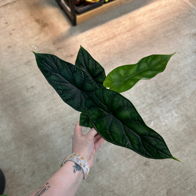 Alocasia Sp. 5