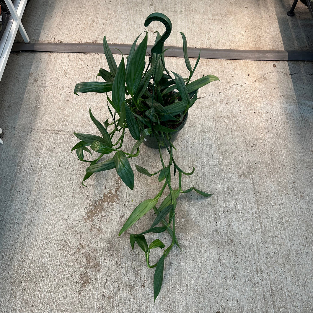 Epipremnum 'Amplissimum' 8