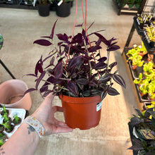 Load image into Gallery viewer, Tradescantia Zebrina 6&quot; - Inch Plant