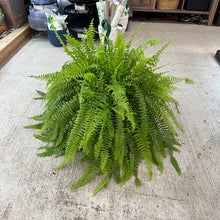 Load image into Gallery viewer, Nephrolepis exaltata 10&quot; HB - Boston Fern