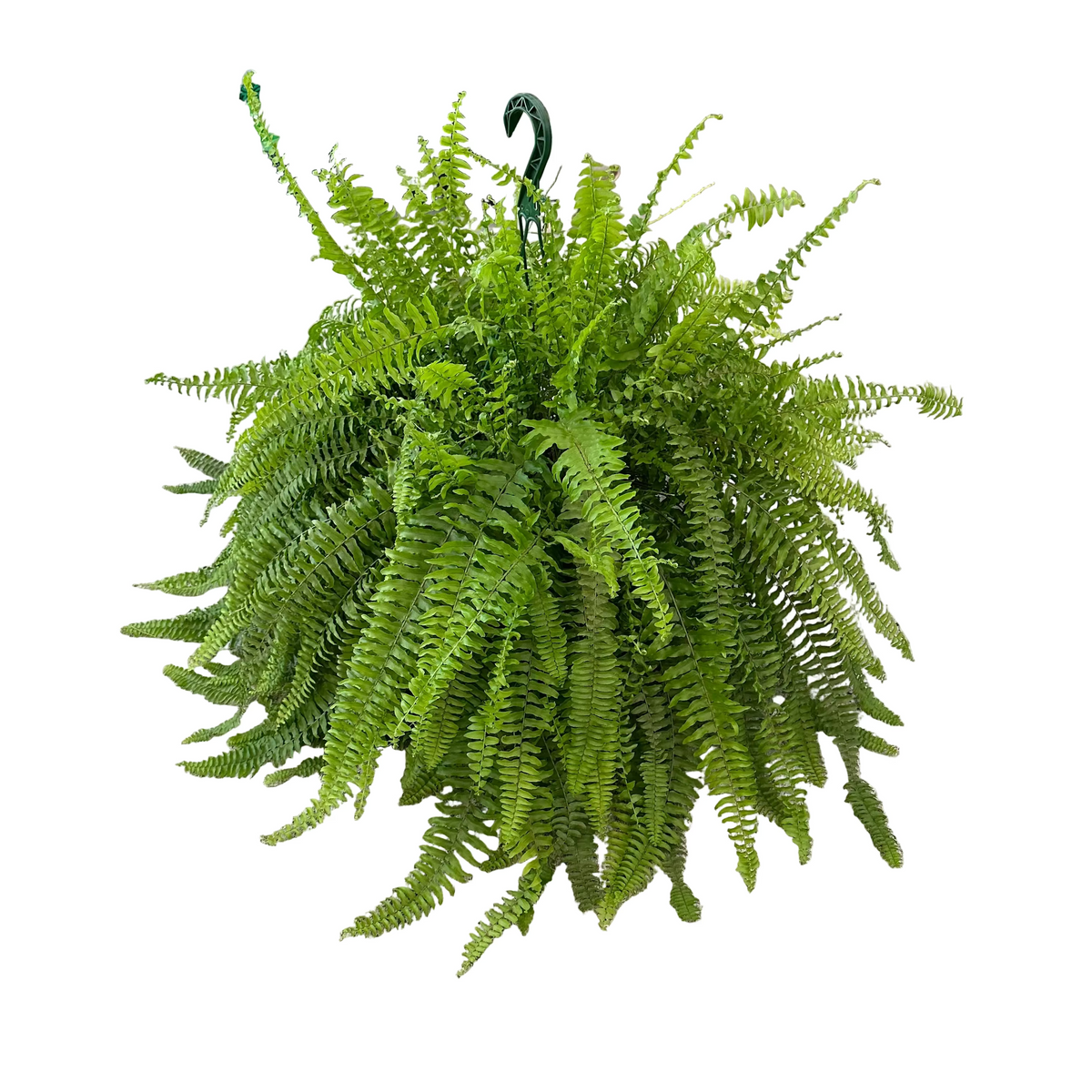Nephrolepis exaltata 10" HB - Boston Fern – Kent East Hill Nursery