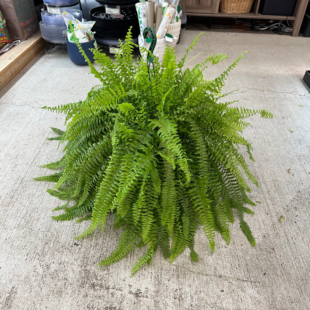 Nephrolepis exaltata 10