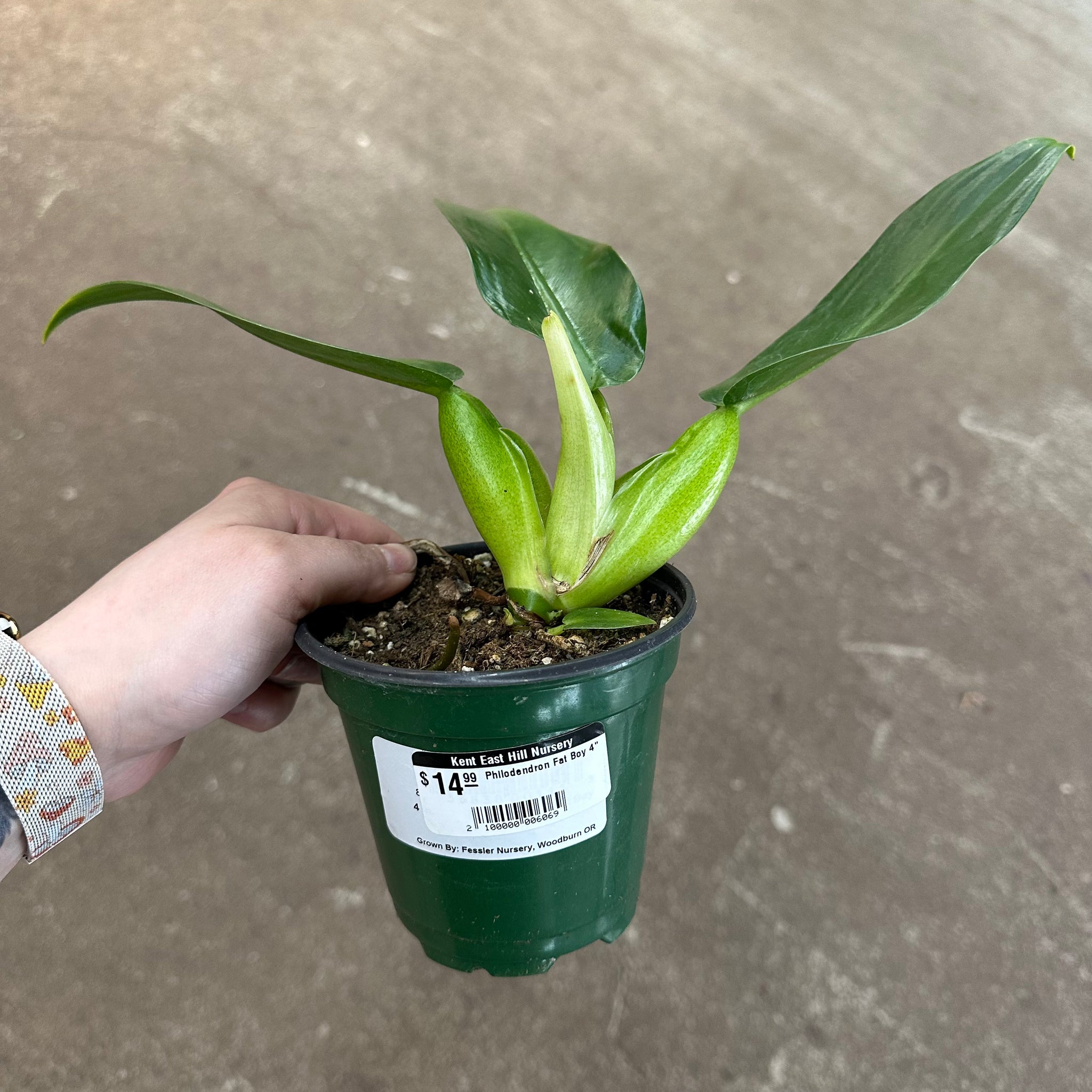 green fatboy philodendron Philodendron Fat Boy 4" – Kent East Hill Nursery