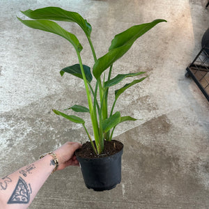 Strelitzia 'nicolai' White Bird 6" - White Bird of Paradise