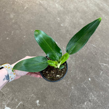 Load image into Gallery viewer, Philodendron Fat Boy 4&quot;