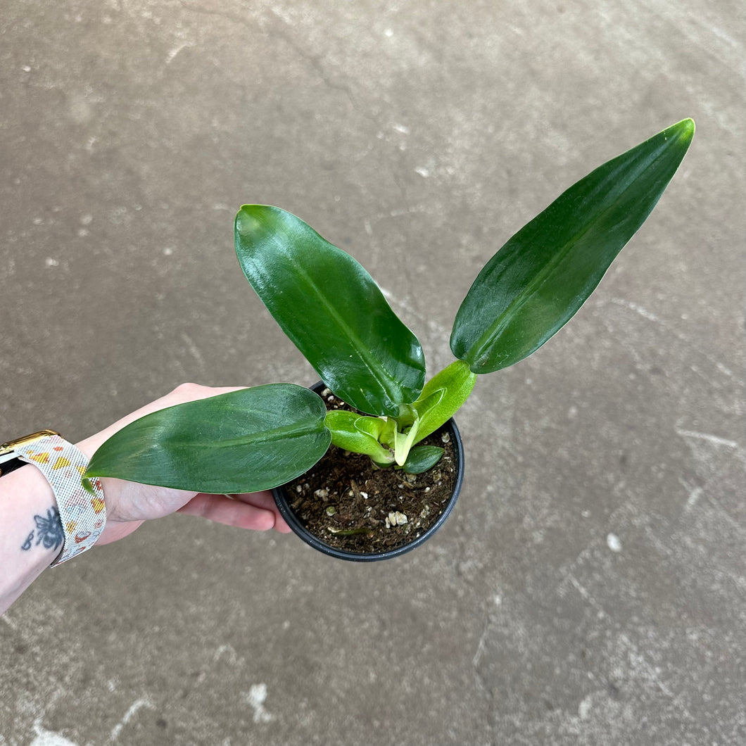Philodendron Fat Boy 4