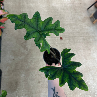 Alocasia Jacklyn 5