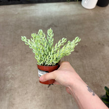 Load image into Gallery viewer, Sedum morganianum 2&quot; - Burro&#39;s Tail Sedum