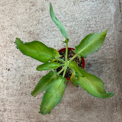 Kalanchoe daigremontiana 6