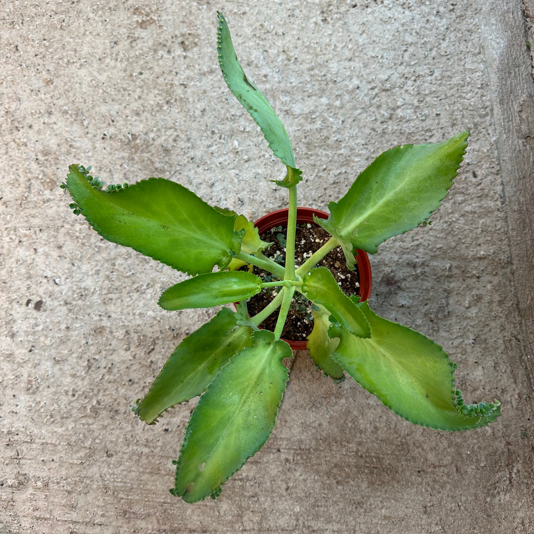Kalanchoe daigremontiana 6