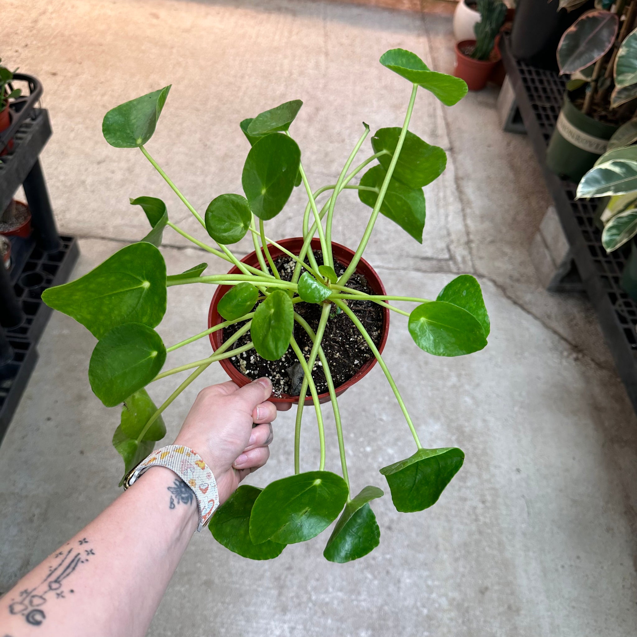 chinese money plant tattoo Pilea peperomoides 6"