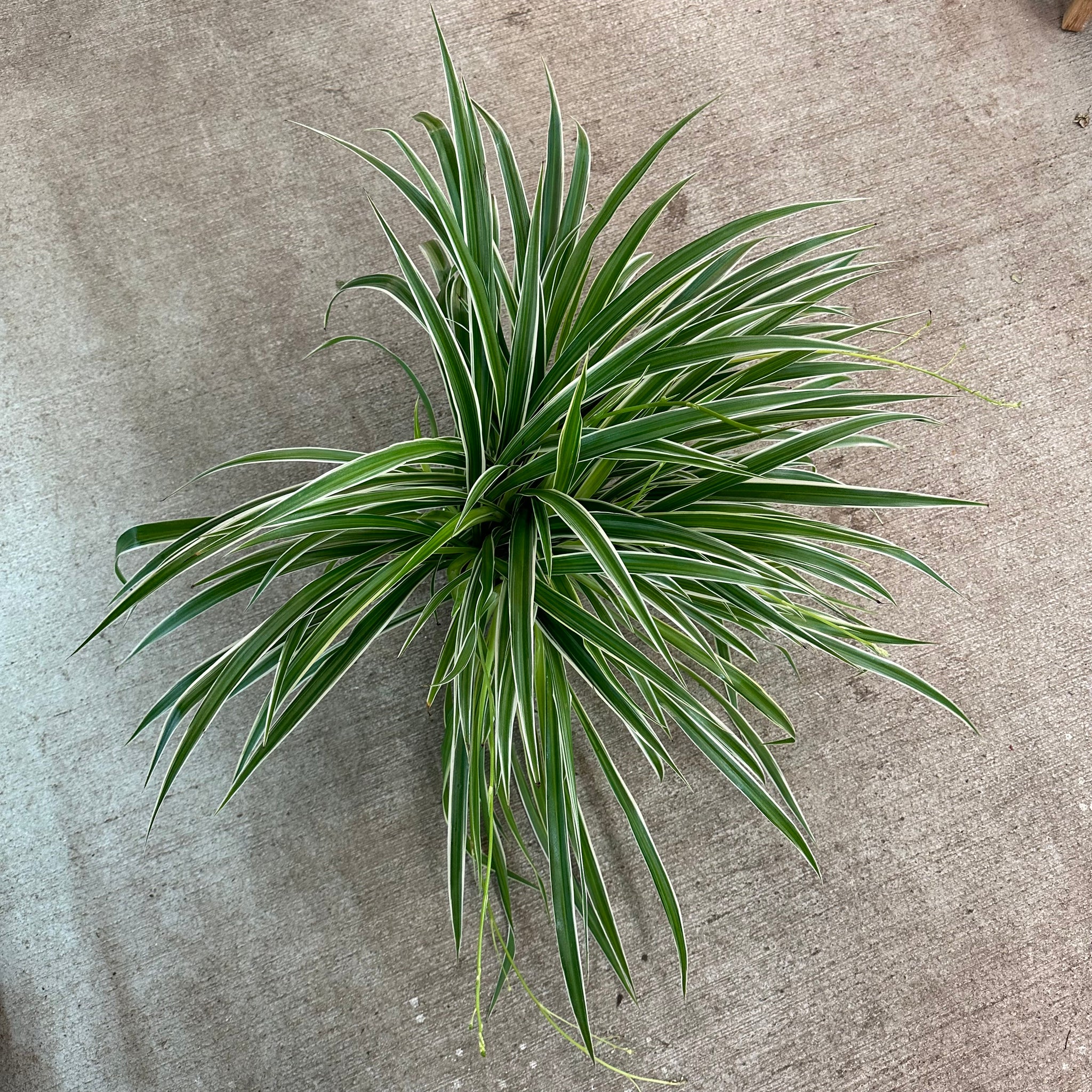 chlorophytum charlotte Chlorophytum Ocean 6"
