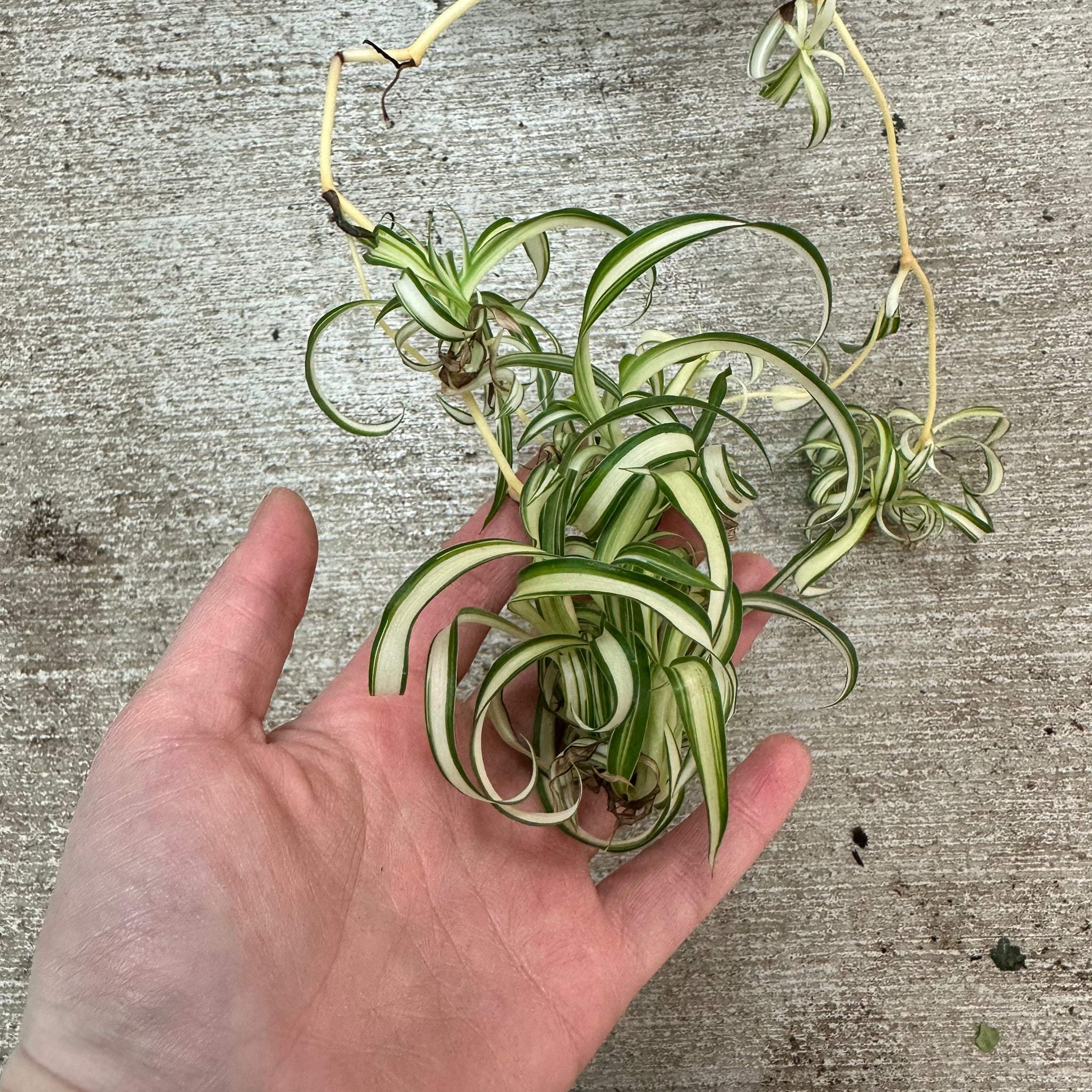 spider hb plant Chlorophytum c. 'Bonnie' 6" HB