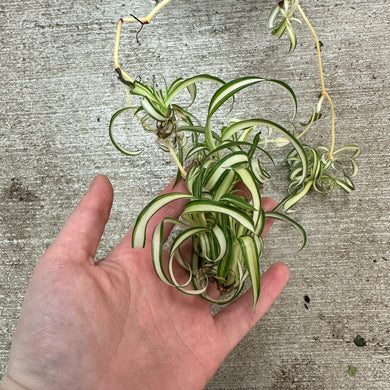 Chlorophytum c.  'Bonnie' 6