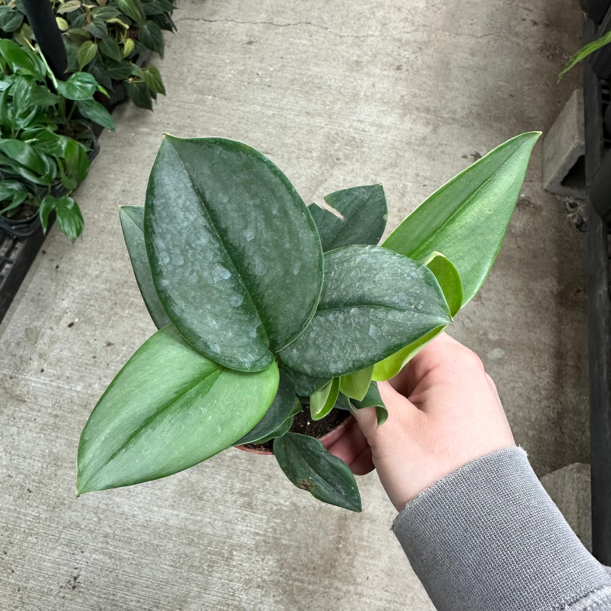 pothos treubii Scindapsus treubii 'Moonlight' 4"