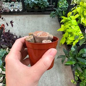 Lithops sp. 2"
