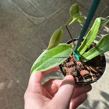 Load image into Gallery viewer, Hoya kenejiana outer variegation 2&quot;