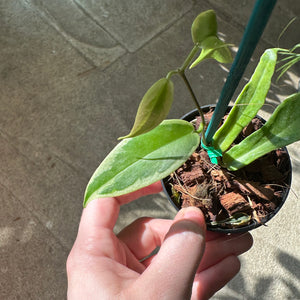 Hoya kenejiana outer variegation 2"