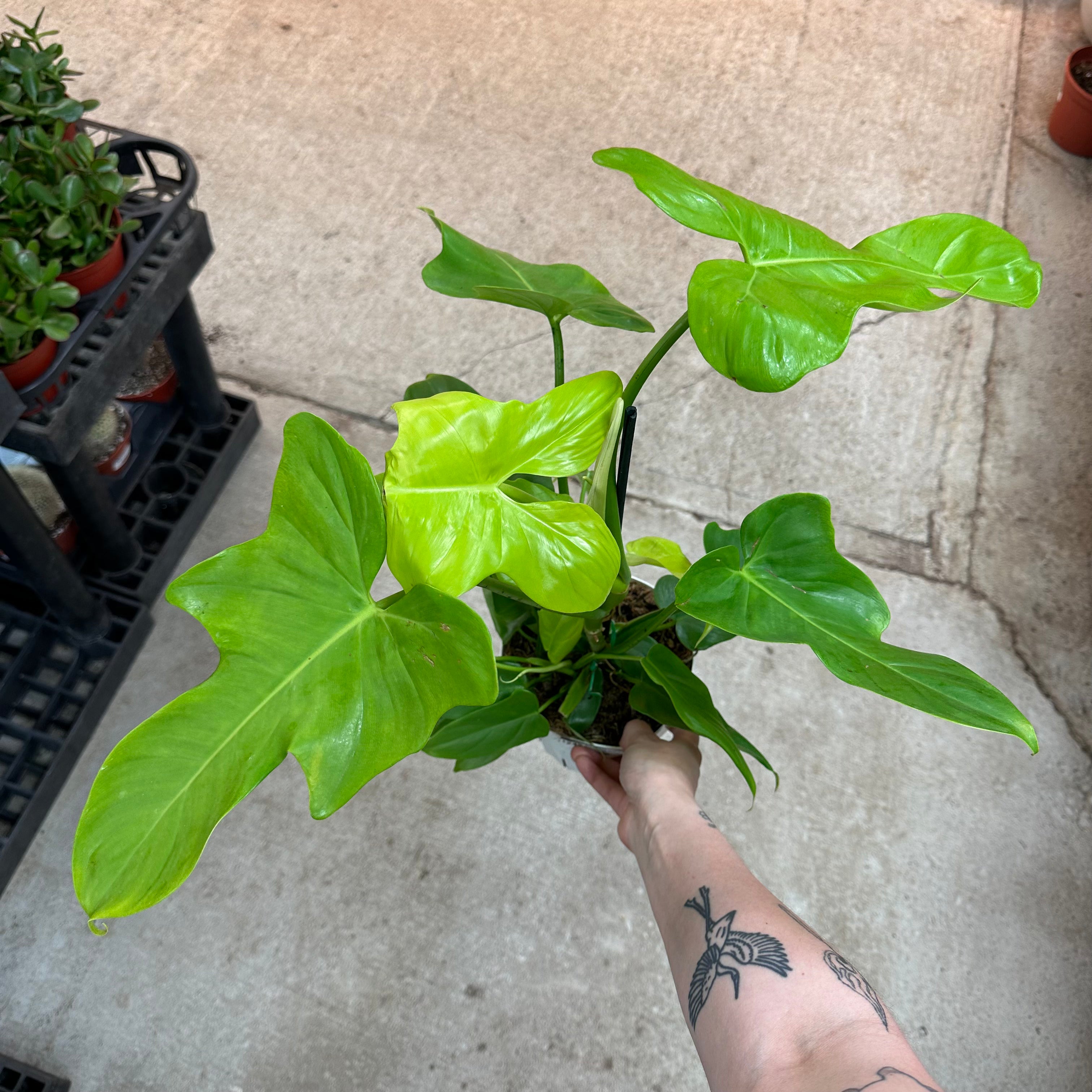 philodendron bipennifolium golden violin Philodendron Bipennifolium Aurea 6"