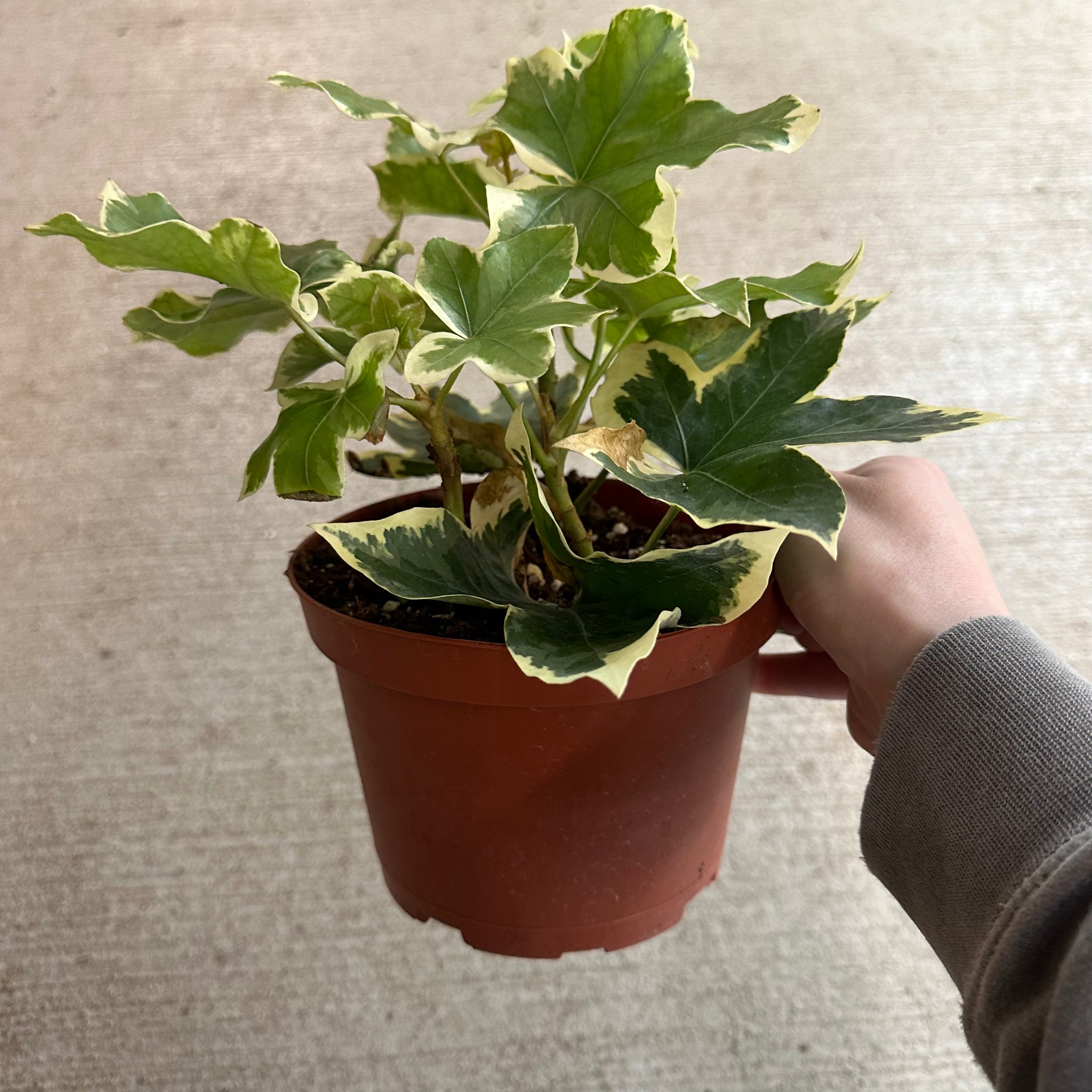 fatshedera indoor plant Fatshedera sp. Liz 'Pia' Variegated 6"