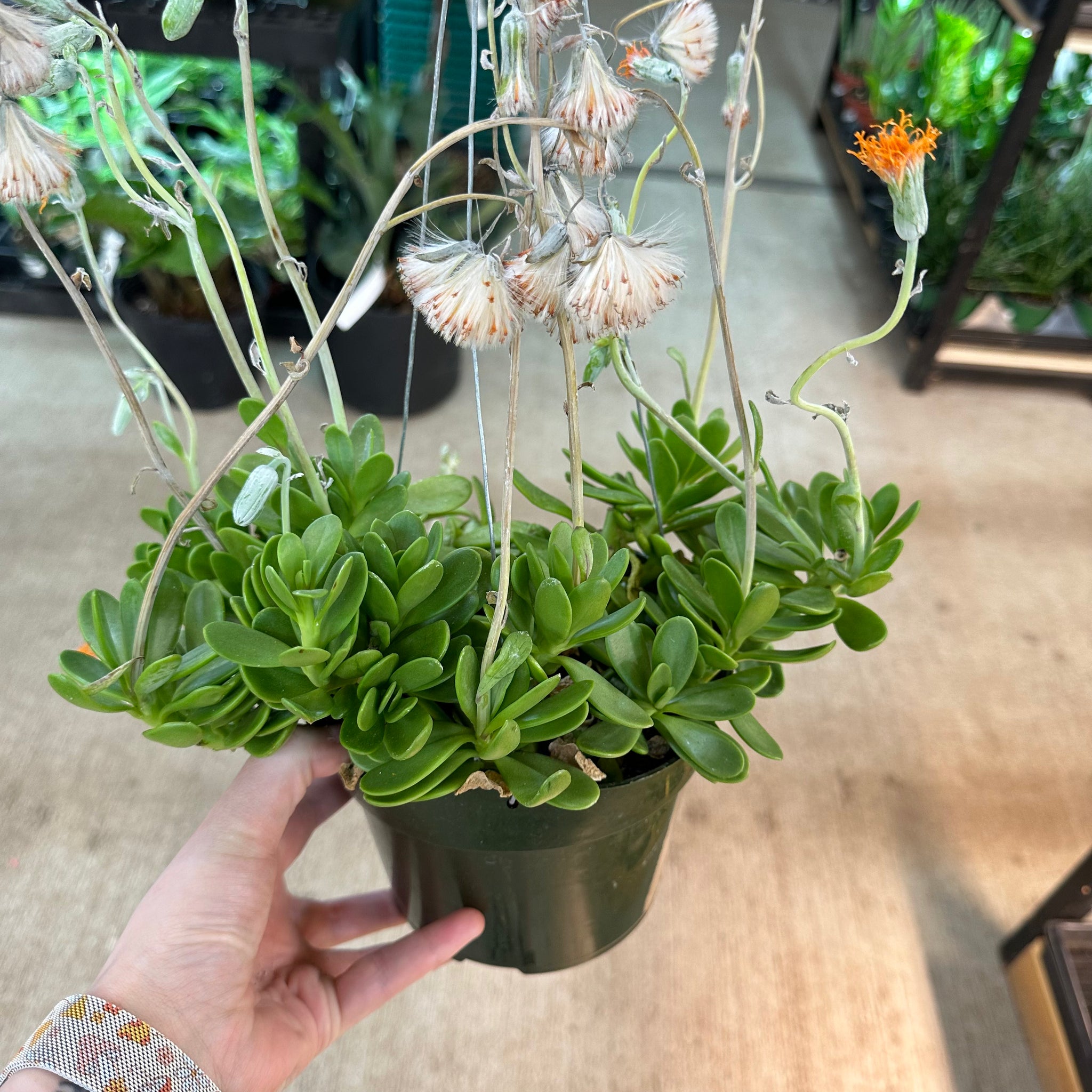 jade trailing plant Senecio Jacobsenii 6"