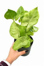 Load image into Gallery viewer, Syngonium 'Milk Confetti' 4"